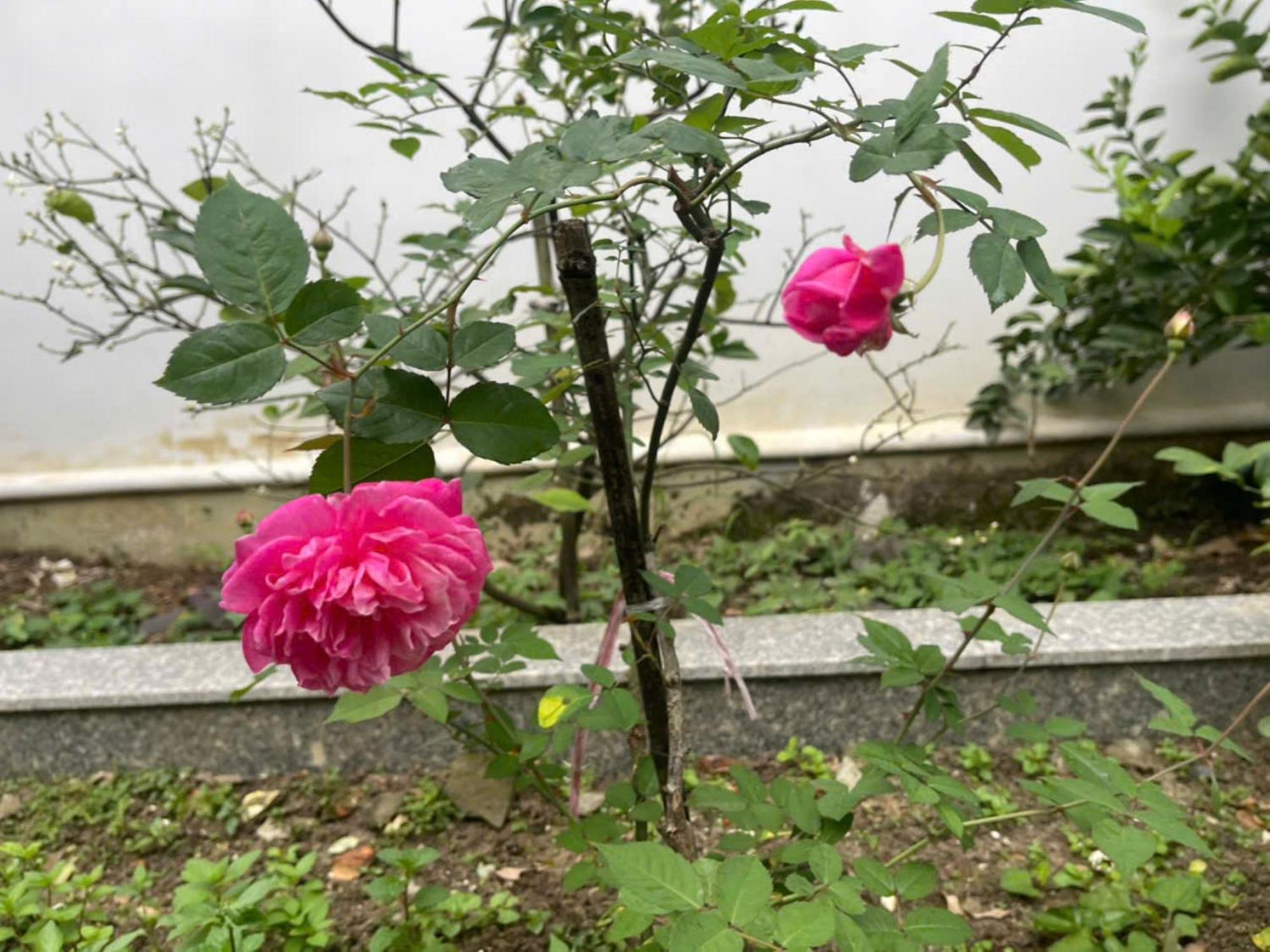 Nhat Long Homestay Хюе Екстер'єр фото